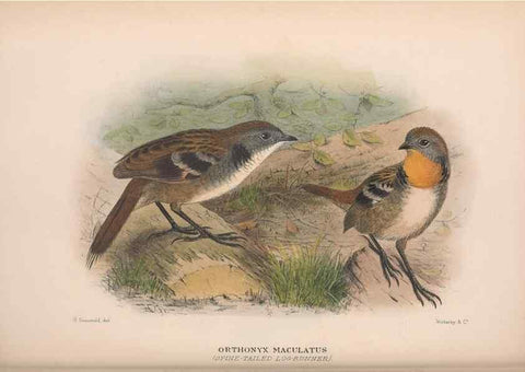 Reproducción/Reproduction 48684983362: The Birds of Australia. London :Witherby & Co.,1910-1927.. 