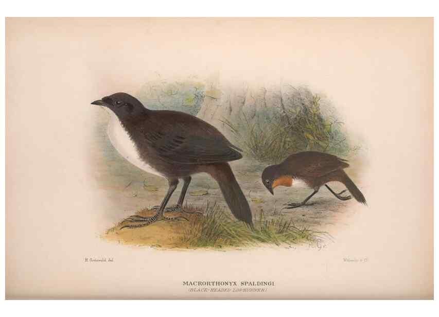 Reproducción/Reproduction 48684471098: The Birds of Australia. London :Witherby & Co.,1910-1927.. 