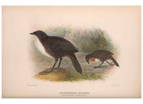 Reproducción/Reproduction 48684471098: The Birds of Australia. London :Witherby & Co.,1910-1927.. 