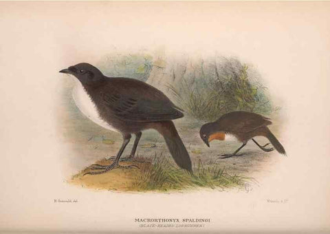 Reproducción/Reproduction 48684471098: The Birds of Australia. London :Witherby & Co.,1910-1927.. 