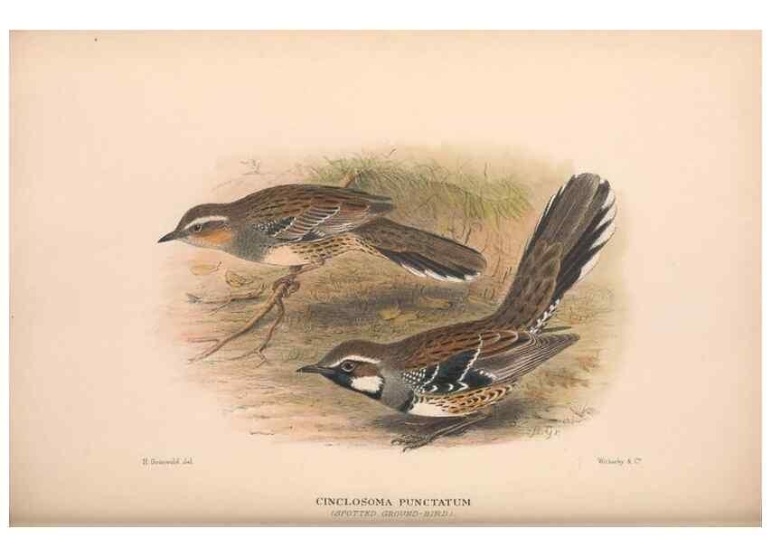 Reproducción/Reproduction 48684811031: The Birds of Australia. London :Witherby & Co.,1910-1927.. 
