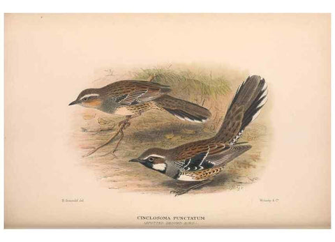 Reproducción/Reproduction 48684811031: The Birds of Australia. London :Witherby & Co.,1910-1927.. 
