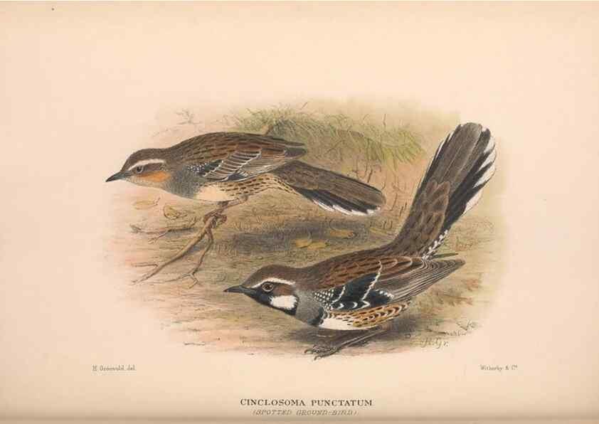 Reproducción/Reproduction 48684811031: The Birds of Australia. London :Witherby & Co.,1910-1927.. 