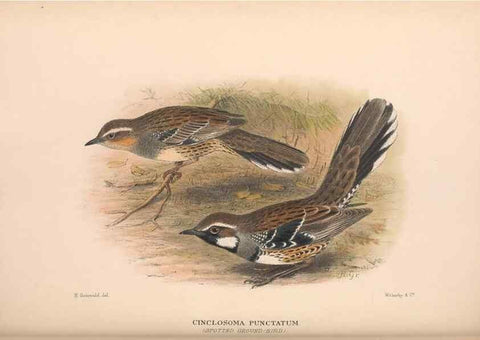 Reproducción/Reproduction 48684811031: The Birds of Australia. London :Witherby & Co.,1910-1927.. 