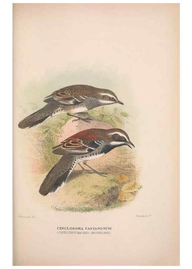 Reproducción/Reproduction 48684811291: The Birds of Australia. London :Witherby & Co.,1910-1927.. 