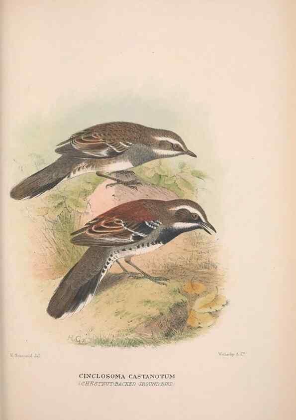 Reproducción/Reproduction 48684811291: The Birds of Australia. London :Witherby & Co.,1910-1927.. 