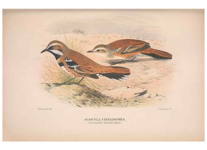 Reproducción/Reproduction 48684471863: The Birds of Australia. London :Witherby & Co.,1910-1927.. 