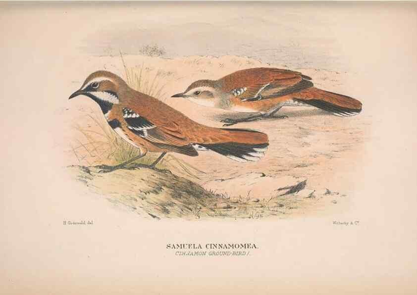 Reproducción/Reproduction 48684471863: The Birds of Australia. London :Witherby & Co.,1910-1927.. 