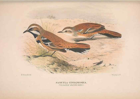 Reproducción/Reproduction 48684471863: The Birds of Australia. London :Witherby & Co.,1910-1927.. 