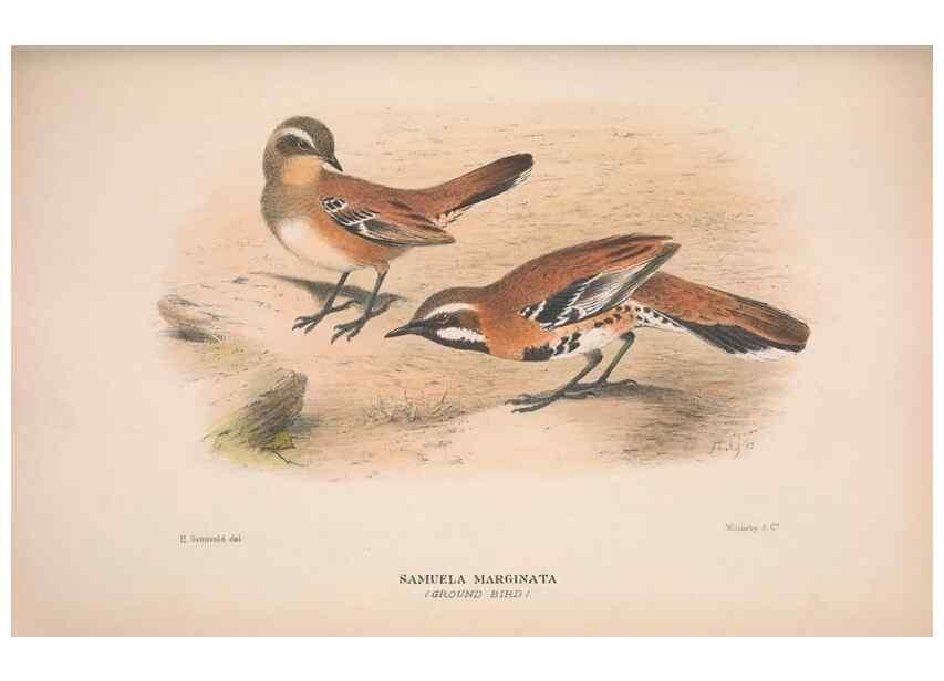 Reproducción/Reproduction 48684472123: The Birds of Australia. London :Witherby & Co.,1910-1927.. 