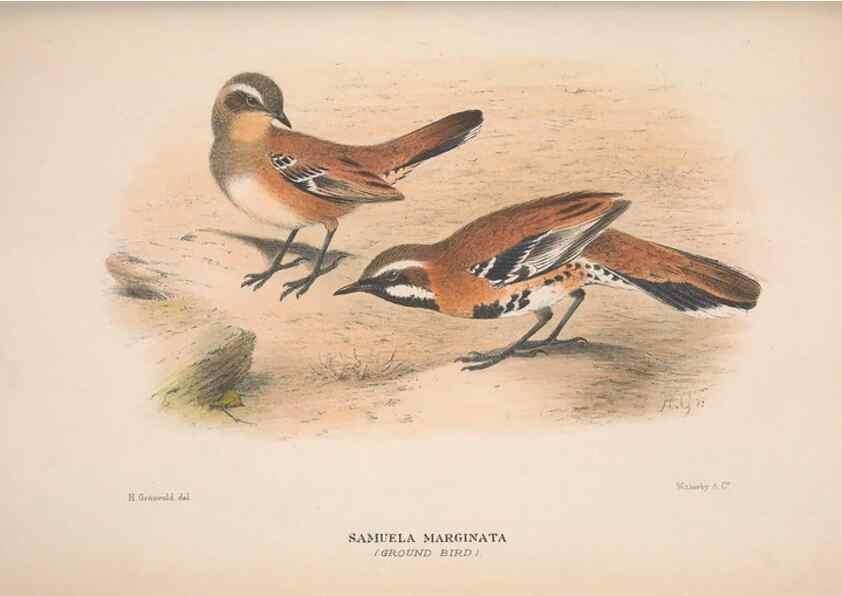Reproducción/Reproduction 48684472123: The Birds of Australia. London :Witherby & Co.,1910-1927.. 