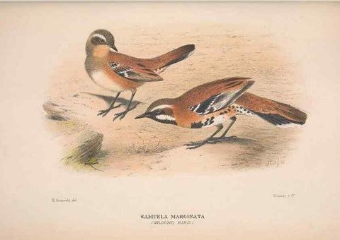 Reproducción/Reproduction 48684472123: The Birds of Australia. London :Witherby & Co.,1910-1927.. 