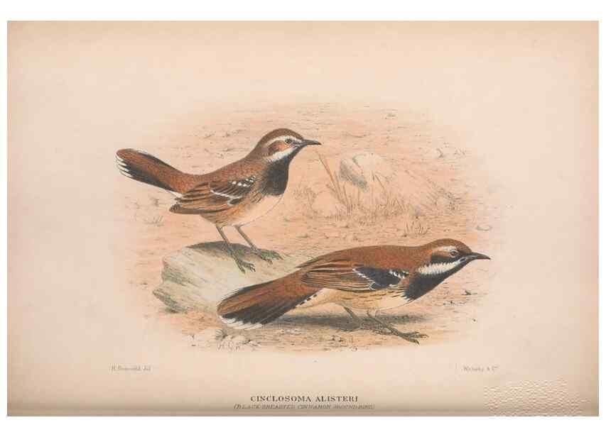 Reproducción/Reproduction 48684985137: The Birds of Australia. London :Witherby & Co.,1910-1927.. 
