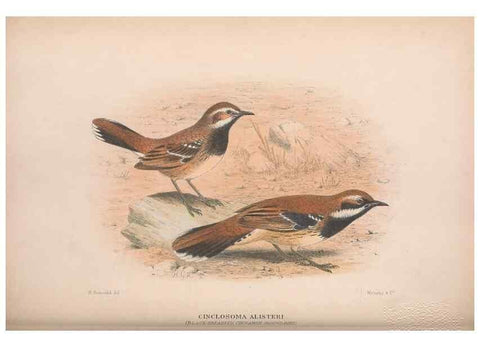 Reproducción/Reproduction 48684985137: The Birds of Australia. London :Witherby & Co.,1910-1927.. 