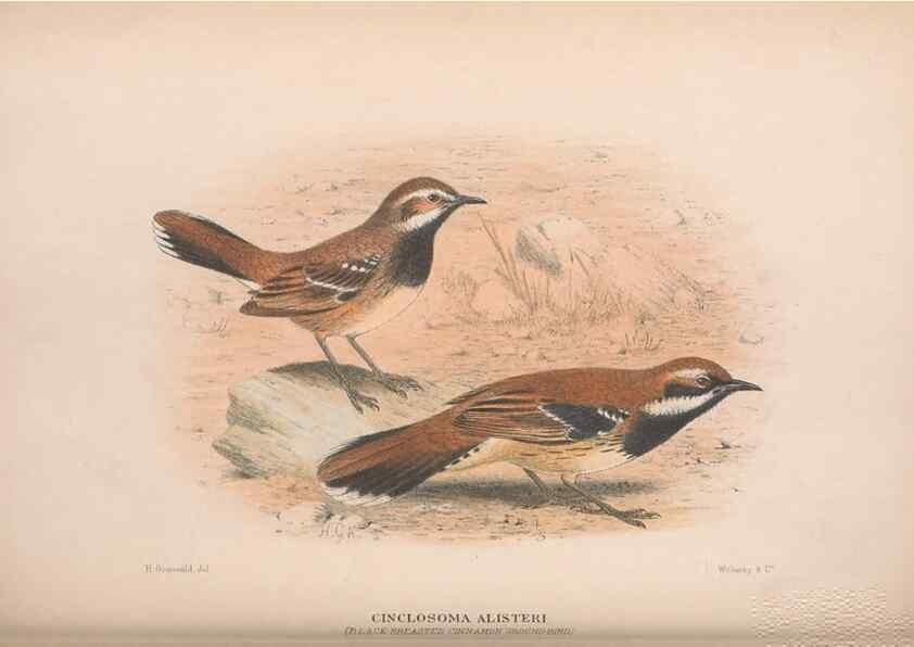 Reproducción/Reproduction 48684985137: The Birds of Australia. London :Witherby & Co.,1910-1927.. 