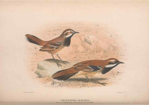 Reproducción/Reproduction 48684985137: The Birds of Australia. London :Witherby & Co.,1910-1927.. 