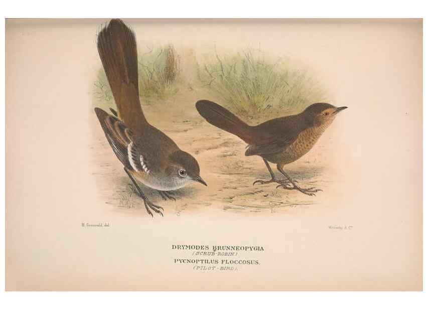 Reproducción/Reproduction 48684985452: The Birds of Australia. London :Witherby & Co.,1910-1927.. 
