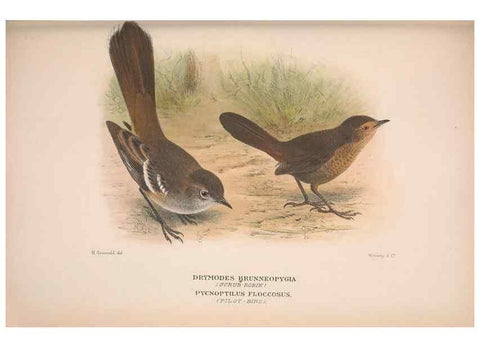 Reproducción/Reproduction 48684985452: The Birds of Australia. London :Witherby & Co.,1910-1927.. 