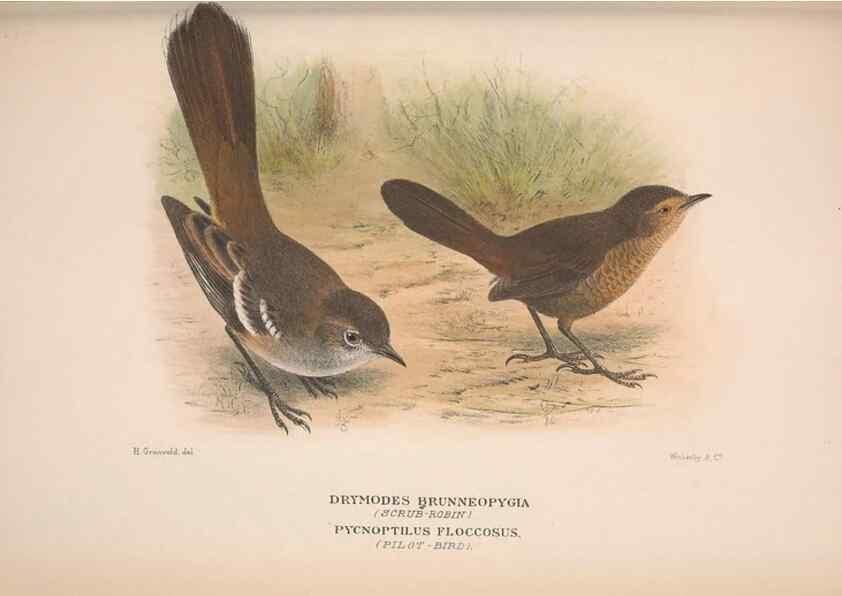 Reproducción/Reproduction 48684985452: The Birds of Australia. London :Witherby & Co.,1910-1927.. 