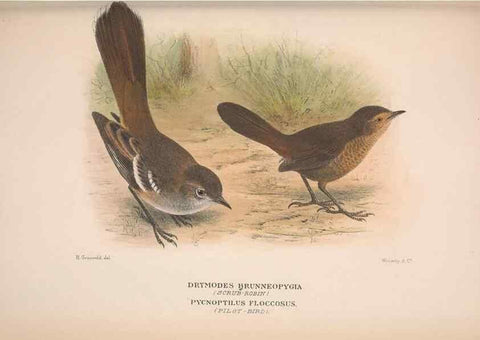 Reproducción/Reproduction 48684985452: The Birds of Australia. London :Witherby & Co.,1910-1927.. 