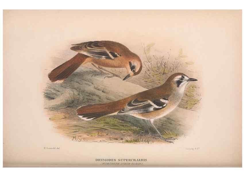 Reproducción/Reproduction 48684473038: The Birds of Australia. London :Witherby & Co.,1910-1927.. 