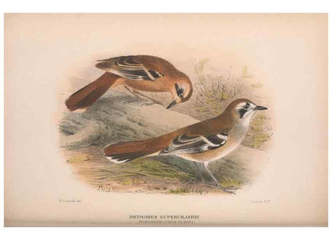 Reproducción/Reproduction 48684473038: The Birds of Australia. London :Witherby & Co.,1910-1927.. 