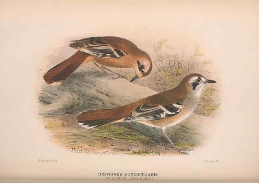 Reproducción/Reproduction 48684473038: The Birds of Australia. London :Witherby & Co.,1910-1927.. 