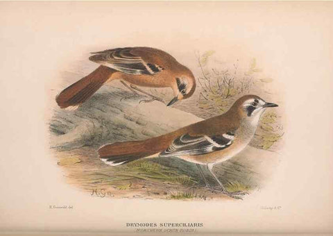 Reproducción/Reproduction 48684473038: The Birds of Australia. London :Witherby & Co.,1910-1927.. 