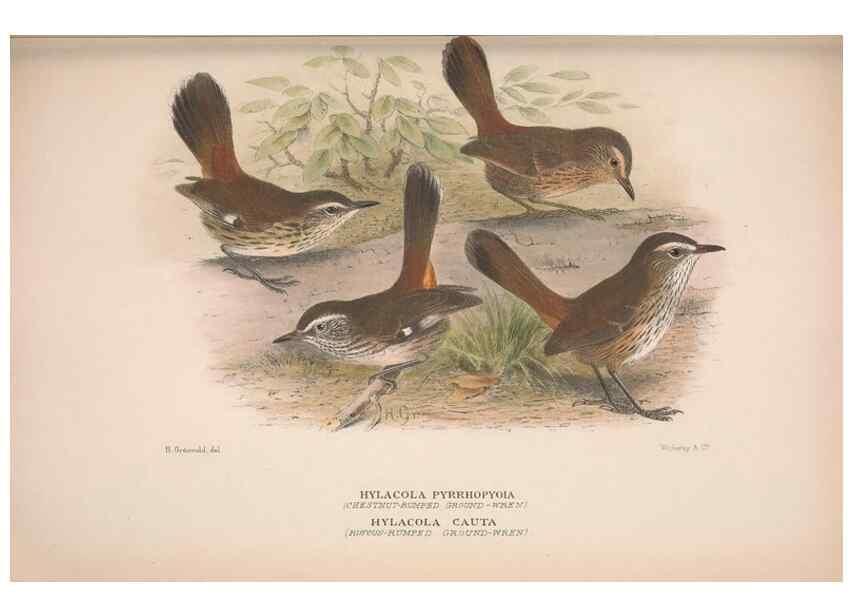 Reproducción/Reproduction 48684985992: The Birds of Australia. London :Witherby & Co.,1910-1927.. 
