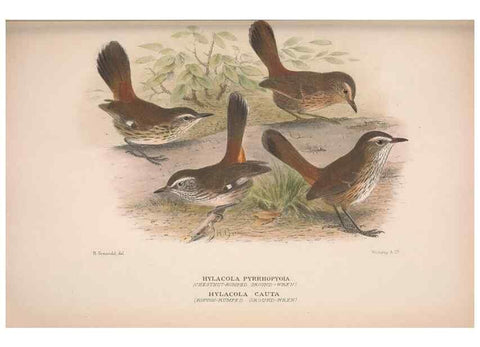 Reproducción/Reproduction 48684985992: The Birds of Australia. London :Witherby & Co.,1910-1927.. 