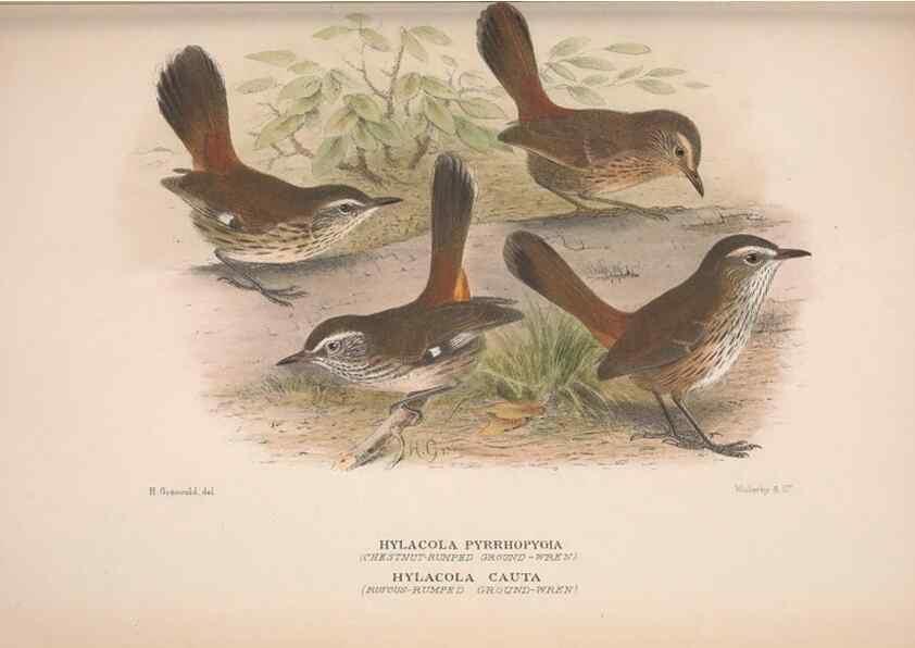 Reproducción/Reproduction 48684985992: The Birds of Australia. London :Witherby & Co.,1910-1927.. 