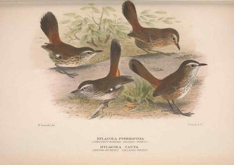 Reproducción/Reproduction 48684985992: The Birds of Australia. London :Witherby & Co.,1910-1927.. 