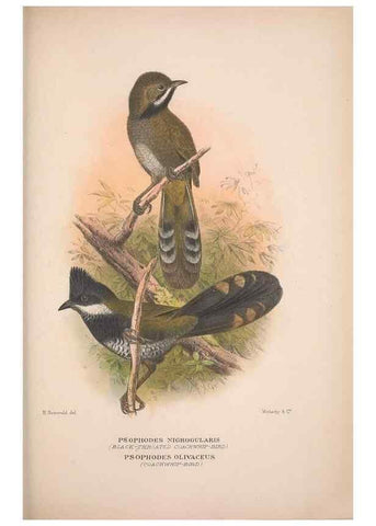 Reproducción/Reproduction 48684813186: The Birds of Australia. London :Witherby & Co.,1910-1927.. 