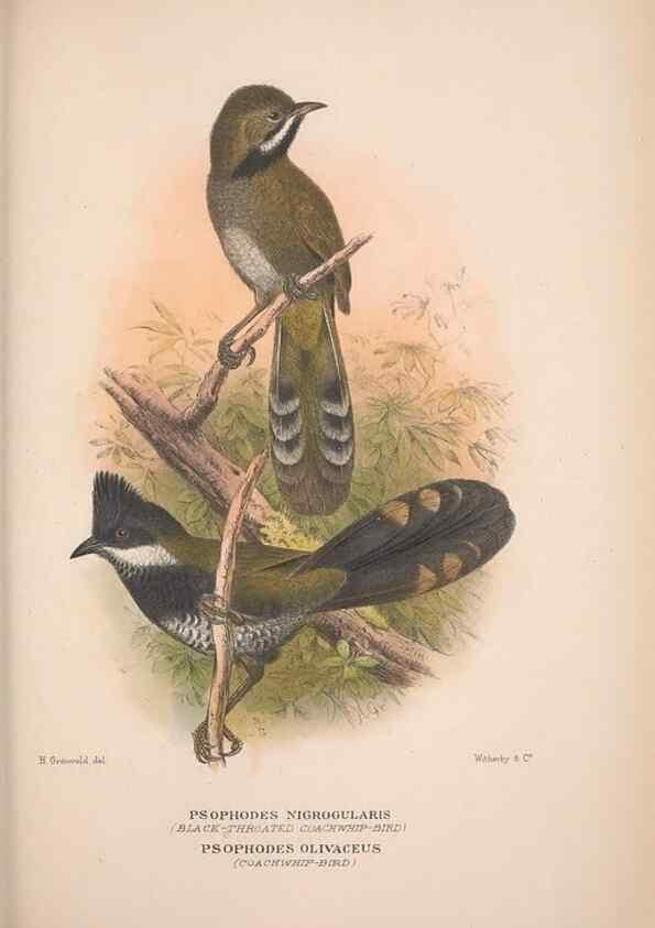 Reproducción/Reproduction 48684813186: The Birds of Australia. London :Witherby & Co.,1910-1927.. 