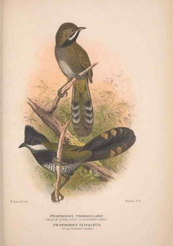 Reproducción/Reproduction 48684813186: The Birds of Australia. London :Witherby & Co.,1910-1927.. 