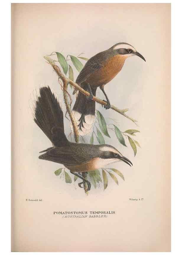 Reproducción/Reproduction 48684986732: The Birds of Australia. London :Witherby & Co.,1910-1927.. 