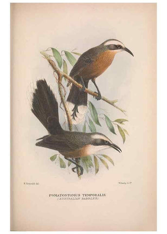 Reproducción/Reproduction 48684986732: The Birds of Australia. London :Witherby & Co.,1910-1927.. 