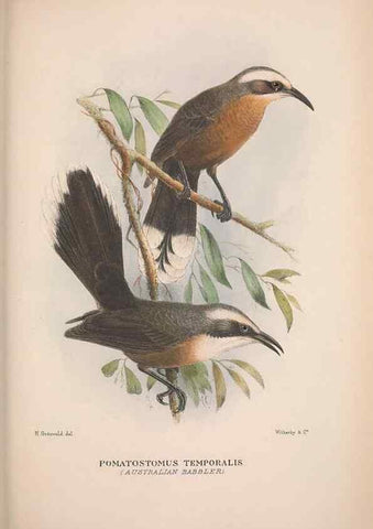 Reproducción/Reproduction 48684986732: The Birds of Australia. London :Witherby & Co.,1910-1927.. 