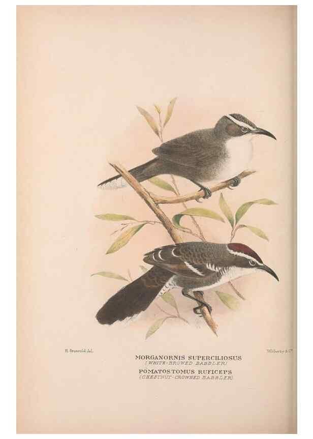 Reproducción/Reproduction 48684987002: The Birds of Australia. London :Witherby & Co.,1910-1927.. 