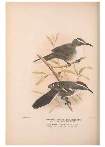Reproducción/Reproduction 48684987002: The Birds of Australia. London :Witherby & Co.,1910-1927.. 