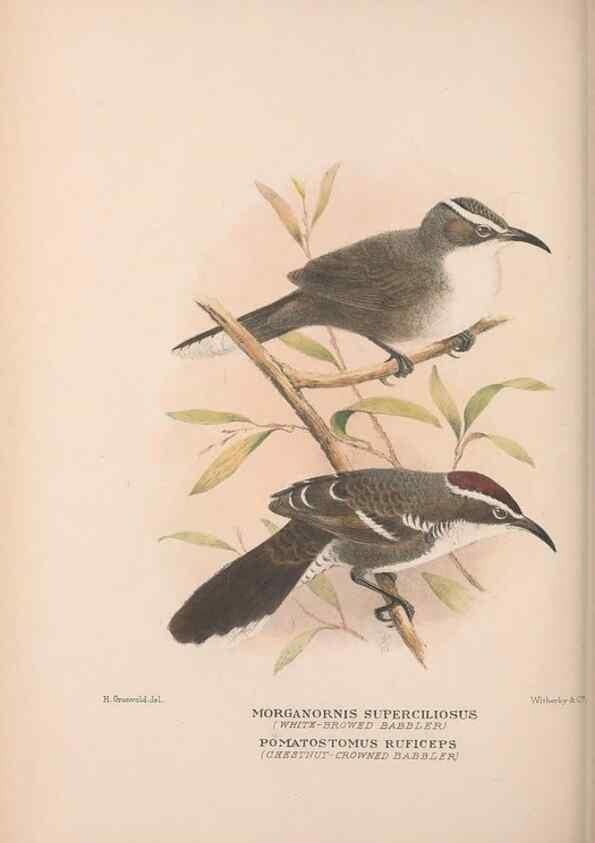 Reproducción/Reproduction 48684987002: The Birds of Australia. London :Witherby & Co.,1910-1927.. 