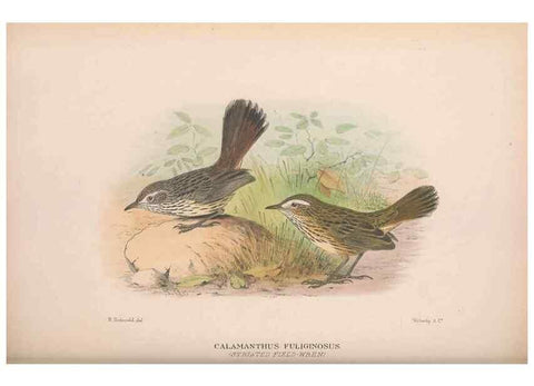 Reproducción/Reproduction 48684813996: The Birds of Australia. London :Witherby & Co.,1910-1927.. 