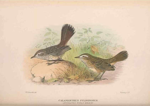 Reproducción/Reproduction 48684813996: The Birds of Australia. London :Witherby & Co.,1910-1927.. 