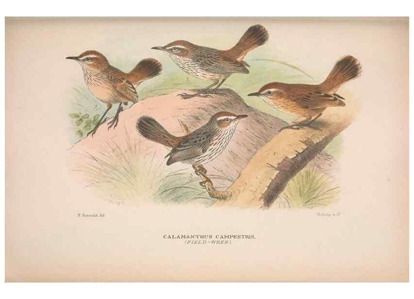 Reproducción/Reproduction 48684474783: The Birds of Australia. London :Witherby & Co.,1910-1927.. 
