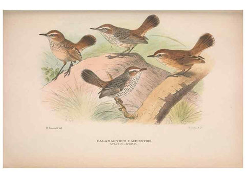 Reproducción/Reproduction 48684474783: The Birds of Australia. London :Witherby & Co.,1910-1927.. 