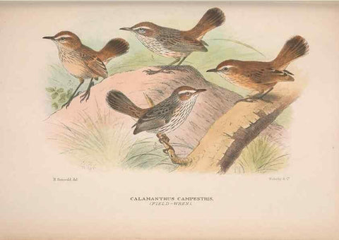 Reproducción/Reproduction 48684474783: The Birds of Australia. London :Witherby & Co.,1910-1927.. 