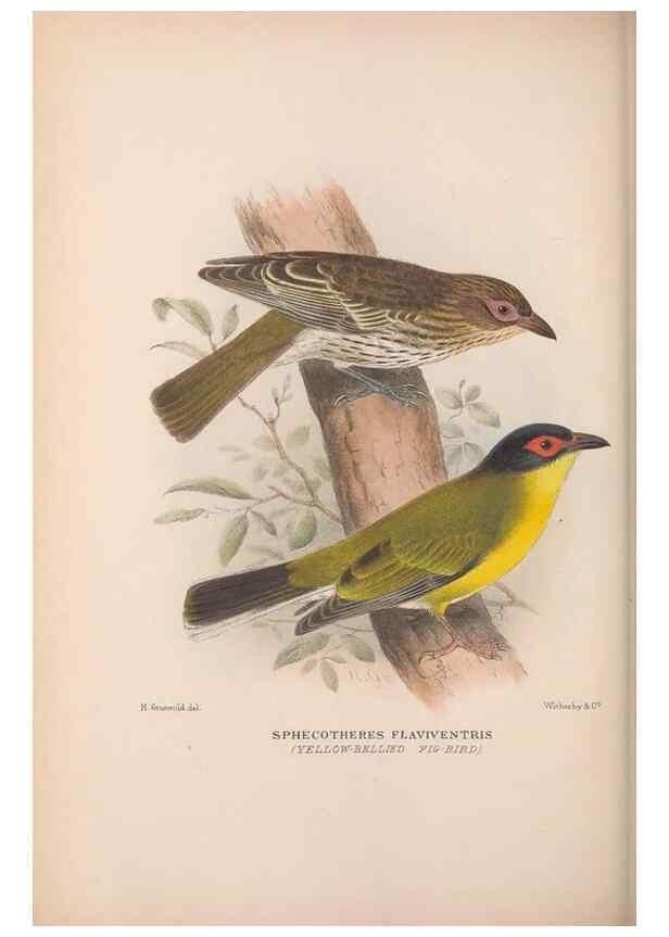 Reproducción/Reproduction 48684810096: The Birds of Australia. London :Witherby & Co.,1910-1927.. 