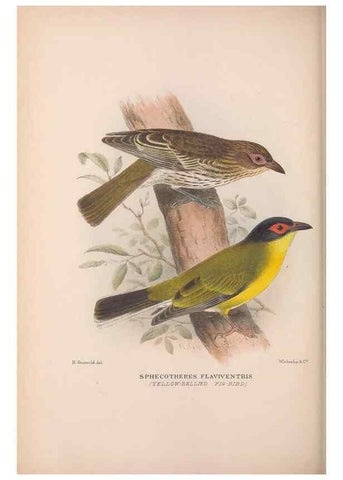 Reproducción/Reproduction 48684810096: The Birds of Australia. London :Witherby & Co.,1910-1927.. 