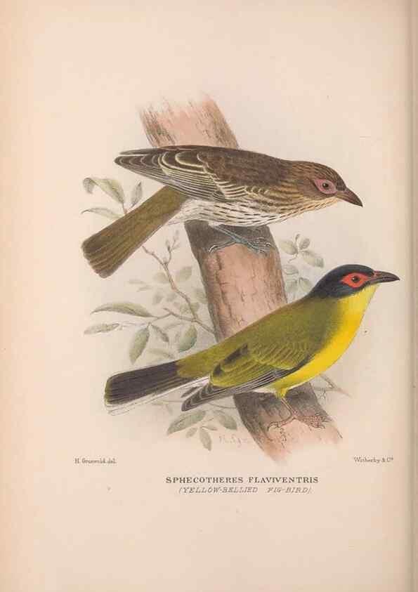 Reproducción/Reproduction 48684810096: The Birds of Australia. London :Witherby & Co.,1910-1927.. 