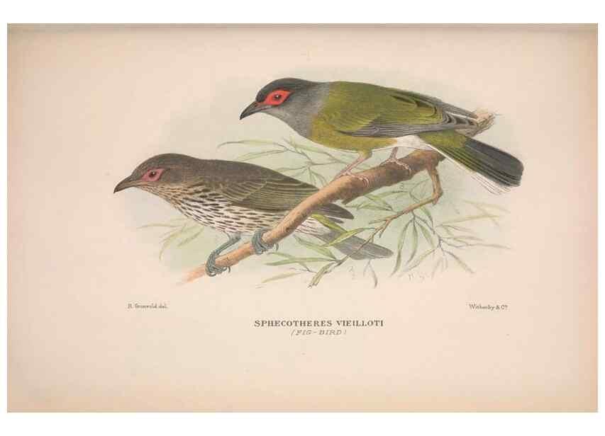 Reproducción/Reproduction 48684982772: The Birds of Australia. London :Witherby & Co.,1910-1927.. 